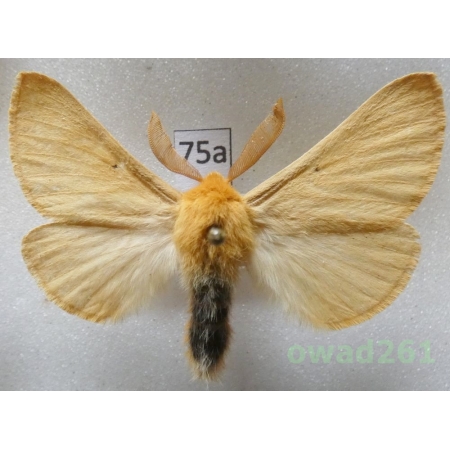 Lemonia taraxaci (Denis & Schiffermüller, 1775) male Czech75a